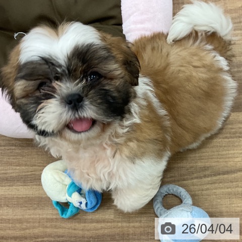 シー・ズーの写真