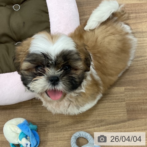 茨城県のシーズー (ペッツワン 古河店/2026年1月20日生まれ/男の子/ゴールドホワイト)の子犬の4枚目の画像