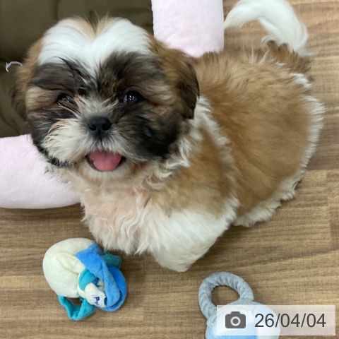 茨城県のシーズー (ペッツワン 古河店/2026年1月20日生まれ/男の子/ゴールドホワイト)の子犬の3枚目の画像