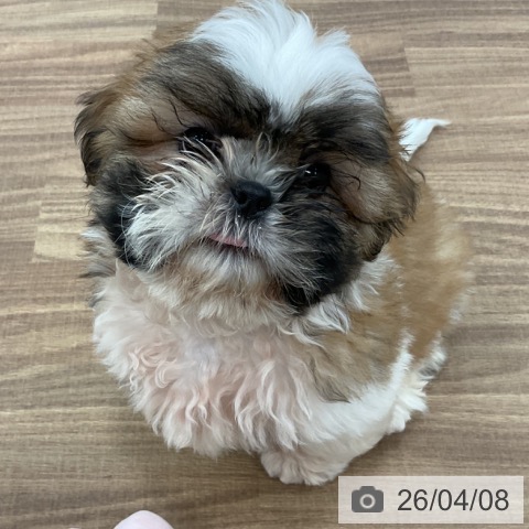 埼玉県のシーズー (ペットプラス ピオニウォーク東松山店/2026年1月20日生まれ/男の子/ゴールドホワイト)の子犬の3枚目の画像