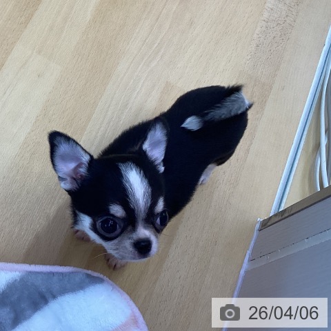 香川県のチワワ(ロング) (ペットプラス 綾川店/2026年1月28日生まれ/女の子/ブラッククリームホワイト)の子犬の4枚目の画像