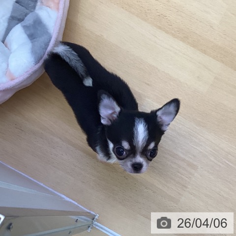 香川県のチワワ(ロング) (ペットプラス 綾川店/2026年1月28日生まれ/女の子/ブラッククリームホワイト)の子犬の3枚目の画像