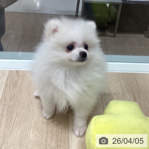 千葉県のポメラニアン (ペットプラス 木更津店/2026年1月18日生まれ/女の子/クリーム)の子犬の3枚目の画像