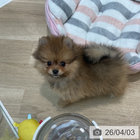 ポメラニアンの写真