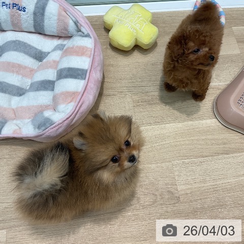 ポメラニアンの写真