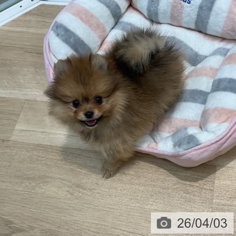 ポメラニアンの写真