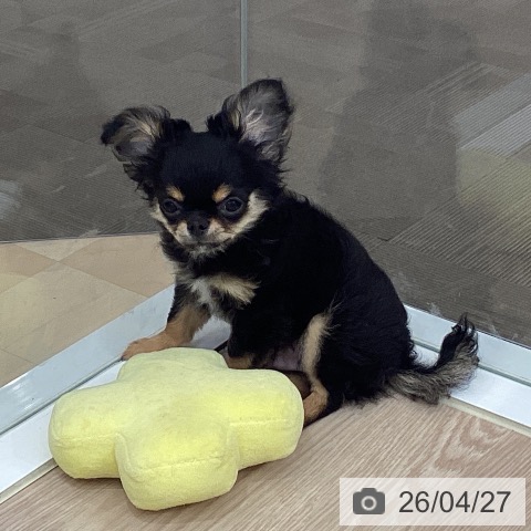 徳島県のチワワ(ロング) (ペットプラス 徳島店/2026年1月19日生まれ/男の子/ブラックタン)の子犬の4枚目の画像