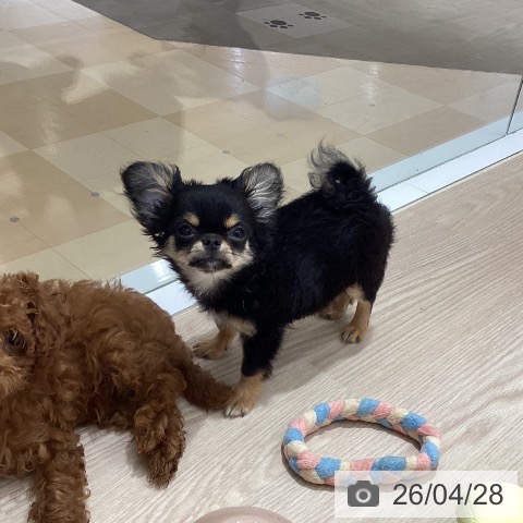 徳島県のチワワ(ロング) (ペットプラス 徳島店/2026年1月19日生まれ/男の子/ブラックタン)の子犬の3枚目の画像