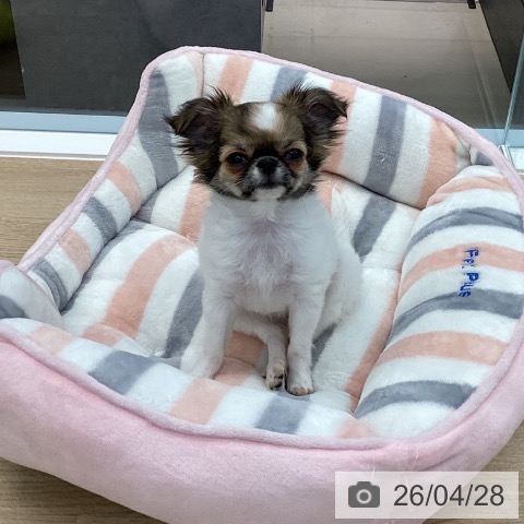 愛媛県のチワワ(ロング) (ペットプラス 新居浜店/2026年1月19日生まれ/女の子/ホワイトフォーン)の子犬の3枚目の画像