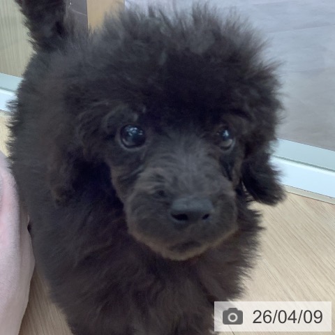 埼玉県のトイプードル(トイ) (ペットプラス 川口店/2026年1月25日生まれ/女の子/ブラック)の子犬の3枚目の画像