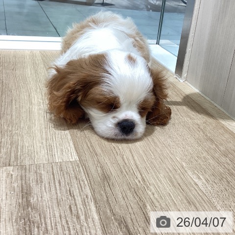 キャバリア・キングチャールズ・スパニエルの写真