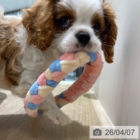 キャバリア・キングチャールズ・スパニエルの写真