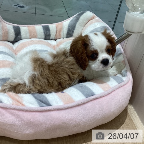 キャバリア・キングチャールズ・スパニエルの写真