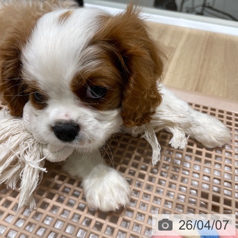 長野県のキャバリアキングチャールズスパニエル (ペットプラス 須坂店/2026年2月4日生まれ/男の子/ブレンハイム)の子犬の4枚目の画像