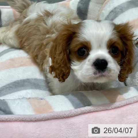 キャバリア・キングチャールズ・スパニエルの写真