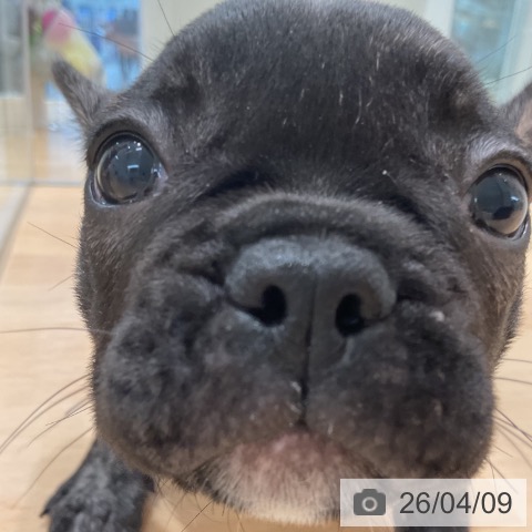 埼玉県のフレンチブルドッグ (ペットプラス 浦和美園店/2026年2月3日生まれ/女の子/ブリンドル)の子犬の3枚目の画像