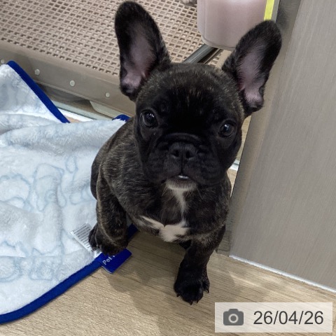 千葉県のフレンチブルドッグ (ペットプラス 木更津店/2026年2月3日生まれ/女の子/ブリンドル)の子犬の3枚目の画像