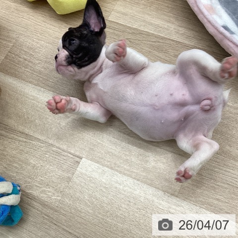フレンチ・ブルドッグの写真