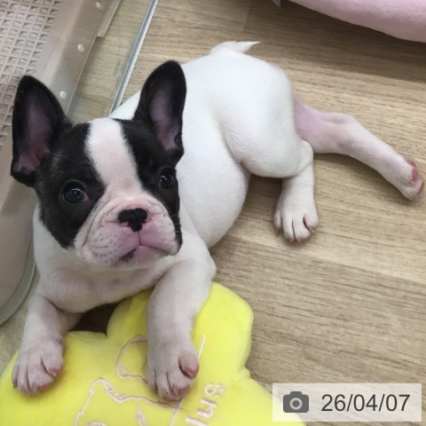 フレンチ・ブルドッグの写真