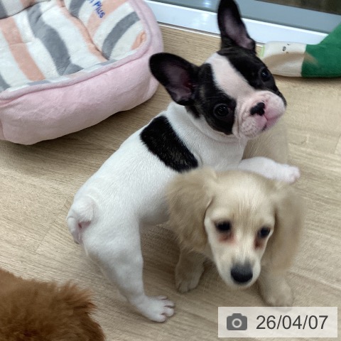 フレンチ・ブルドッグの写真