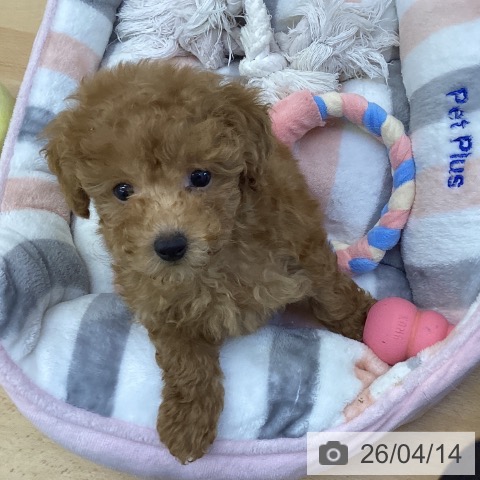 鳥取県のトイプードル(トイ) (ペッツワン 日吉津店/2026年2月4日生まれ/男の子/アプリコット)の子犬の4枚目の画像
