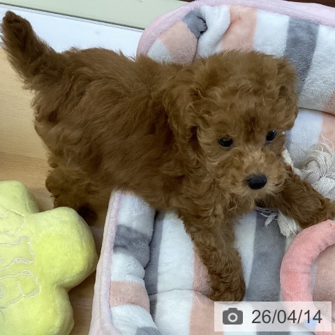 鳥取県のトイプードル(トイ) (ペッツワン 日吉津店/2026年2月4日生まれ/男の子/アプリコット)の子犬の3枚目の画像