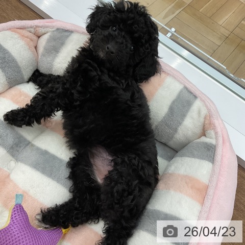 千葉県のトイプードル(トイ) (ペッツワン 千葉ニュータウン店/2026年2月4日生まれ/女の子/ブラック)の子犬の4枚目の画像