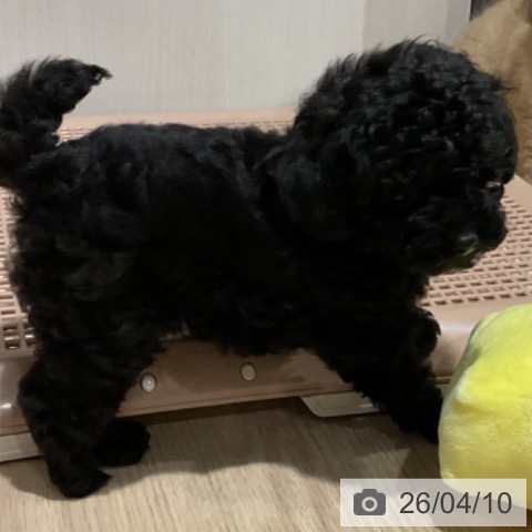 トイ・プードルの写真