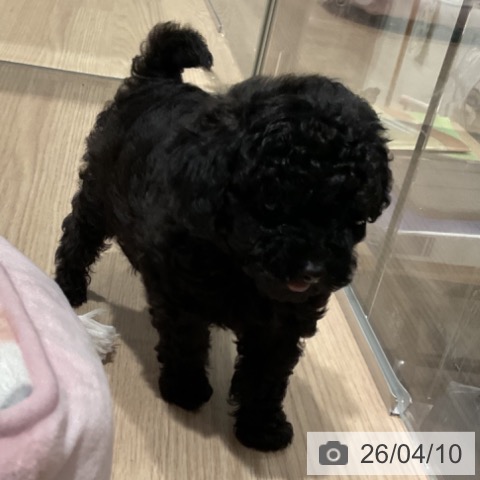 トイ・プードルの写真