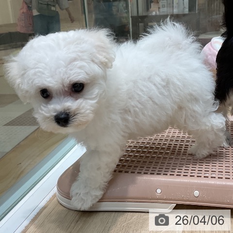 ビション・フリーゼの写真