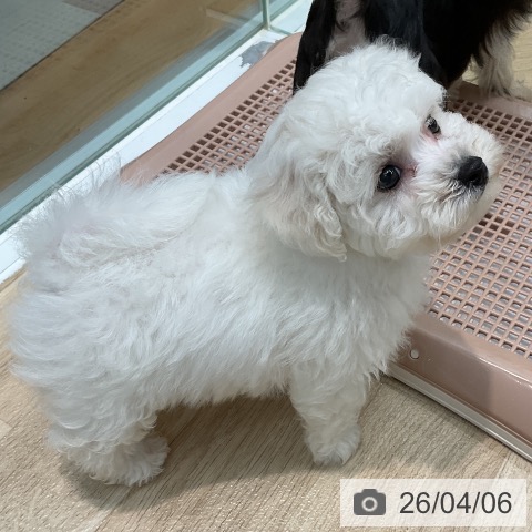 ビション・フリーゼの写真