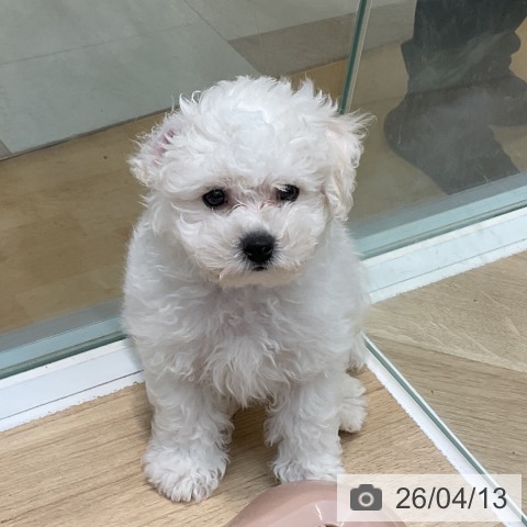 埼玉県のビションフリーゼ (ペットプラス ららぽーと新三郷店/2026年1月27日生まれ/男の子/ホワイト)の子犬の4枚目の画像