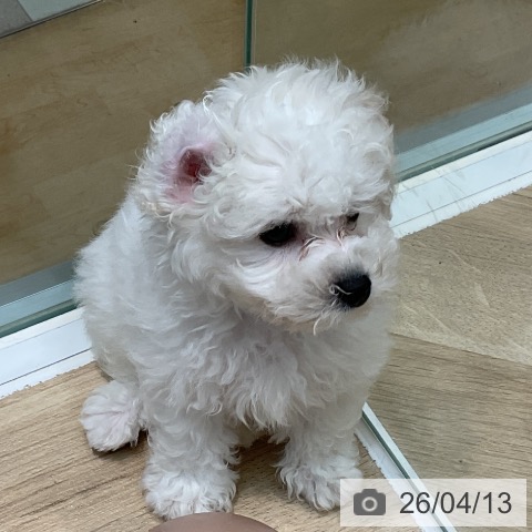 埼玉県のビションフリーゼ (ペットプラス ららぽーと新三郷店/2026年1月27日生まれ/男の子/ホワイト)の子犬の3枚目の画像