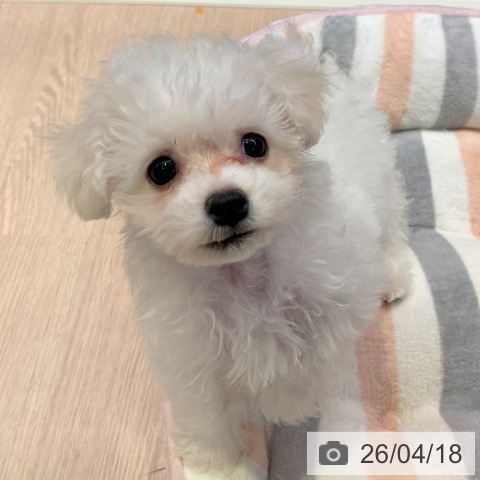 ビション・フリーゼの写真