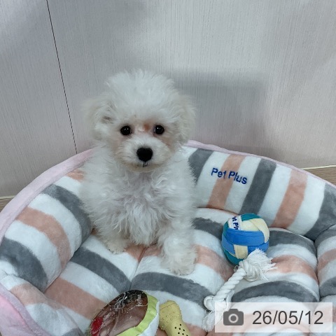千葉県のビションフリーゼ (ペットプラス 柏店/2026年1月27日生まれ/男の子/ホワイト)の子犬の4枚目の画像