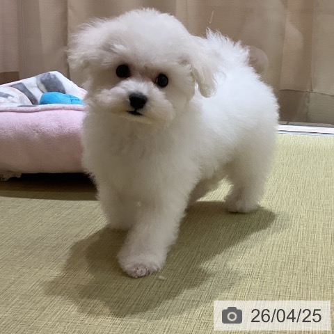 福島県のビションフリーゼ (ペットプラス イオンタウン郡山店/2026年1月27日生まれ/女の子/ホワイト)の子犬の4枚目の画像