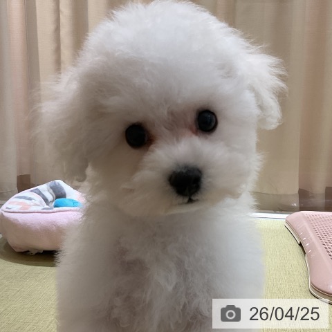 福島県のビションフリーゼ (ペットプラス イオンタウン郡山店/2026年1月27日生まれ/女の子/ホワイト)の子犬の3枚目の画像