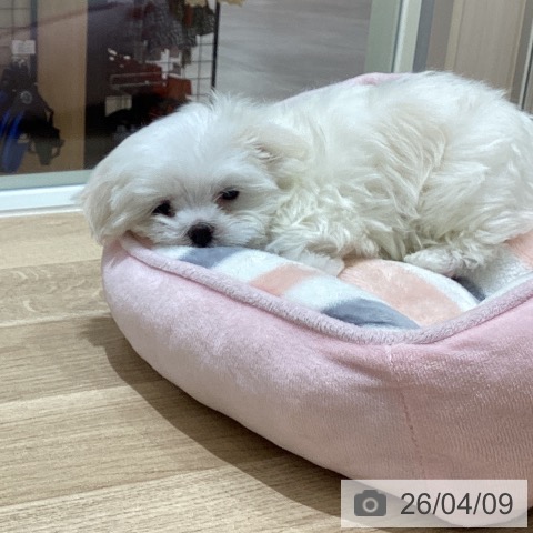 宮城県のマルチーズ (ペットプラス 仙台上杉店/2026年2月4日生まれ/男の子/ホワイト)の子犬の4枚目の画像