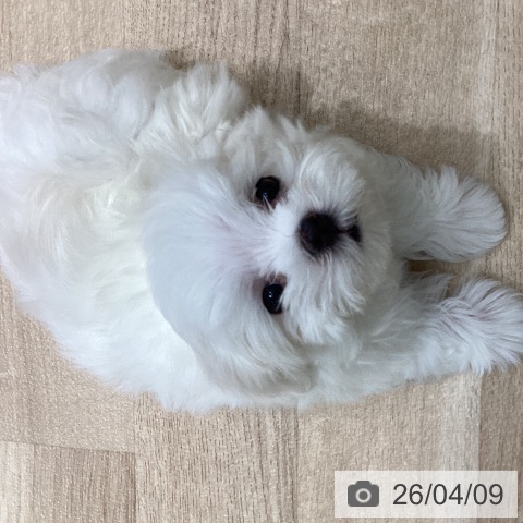 宮城県のマルチーズ (ペットプラス 仙台上杉店/2026年2月4日生まれ/男の子/ホワイト)の子犬の3枚目の画像
