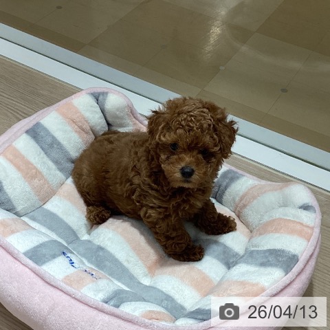 徳島県のトイプードル(トイ) (ペットプラス 徳島店/2026年2月4日生まれ/女の子/レッド)の子犬の4枚目の画像