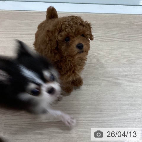 徳島県のトイプードル(トイ) (ペットプラス 徳島店/2026年2月4日生まれ/女の子/レッド)の子犬の4枚目の画像