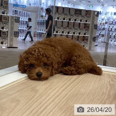 徳島県のトイプードル(トイ) (ペットプラス 徳島店/2026年2月4日生まれ/女の子/レッド)の子犬の3枚目の画像