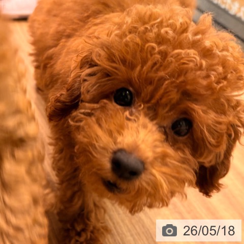 岡山県のトイプードル(トイ) (ペッツワン 岡山南店/2026年2月4日生まれ/女の子/レッド)の子犬の3枚目の画像