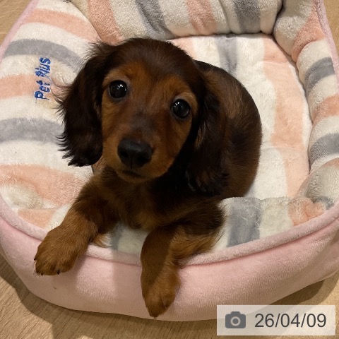 神奈川県のカニンヘンダックスフンド(ロング) (ペットプラス モザイクモール港北店/2026年1月31日生まれ/男の子/レッド)の子犬の3枚目の画像