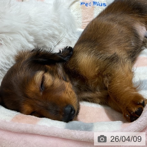 神奈川県のカニンヘンダックスフンド(ロング) (ペットプラス モザイクモール港北店/2026年1月31日生まれ/男の子/レッド)の子犬の3枚目の画像