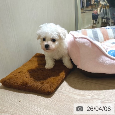 ビション・フリーゼの写真