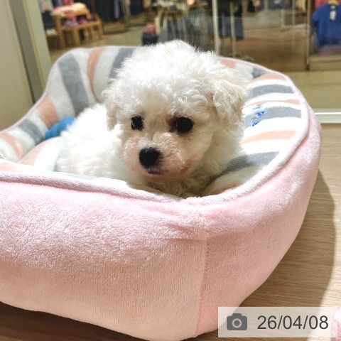 ビション・フリーゼの写真