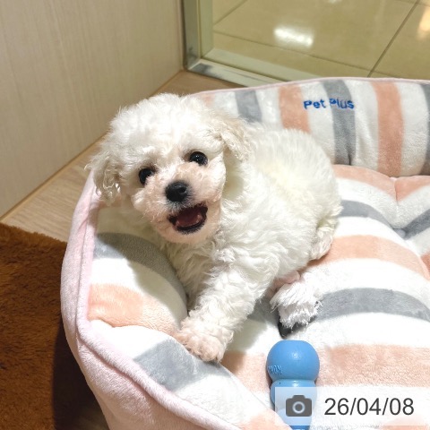 ビション・フリーゼの写真