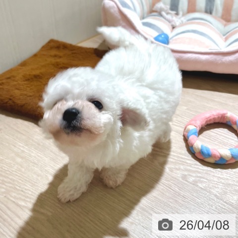 ビション・フリーゼの写真