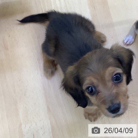 ミニチュア・ダックスフンドの写真